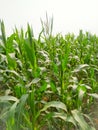 ÃÂ 

Corn tassel sway in the late summer breeze. Green corn field Royalty Free Stock Photo